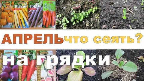 Что можно посадить в апреле в огороде