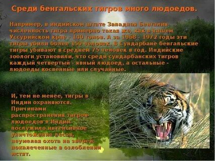 Краткое описание тигров
