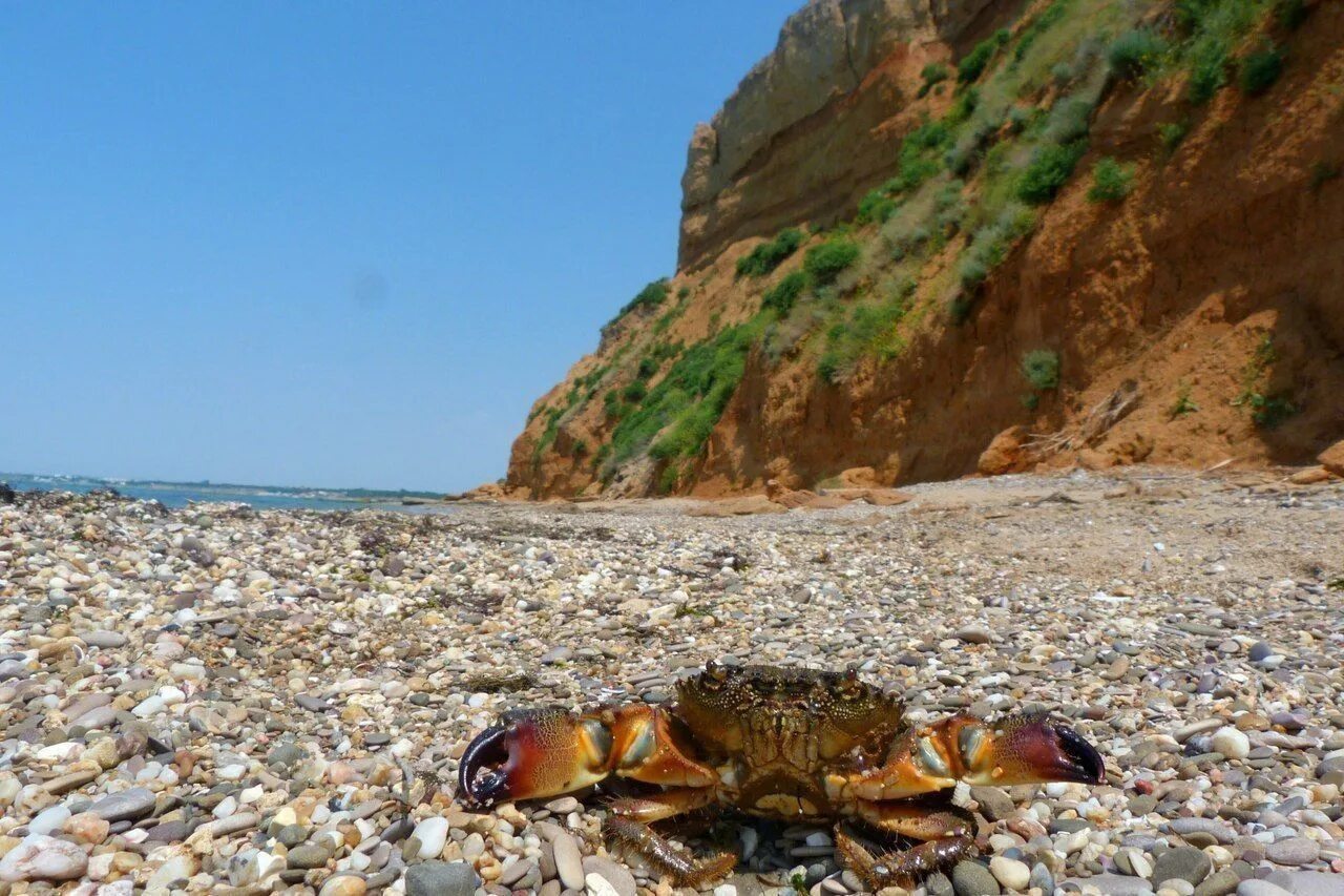 подводные жители черного моря. оьеталтели чёрного моря. ракушка рапана черноморская. черноморская рапана улитка. рапан черноморский.