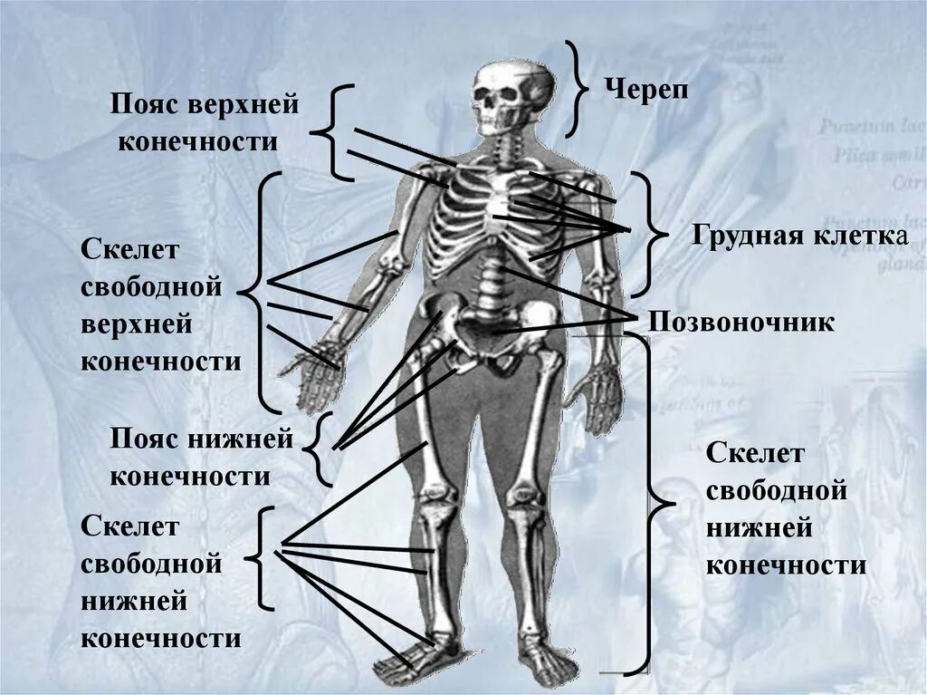 Опорно двигательная система отделы скелета. Опорно двигательная система основные части скелета. Система костей человека скелет. Опорно-двигательная система (скелет,конечности,череп).