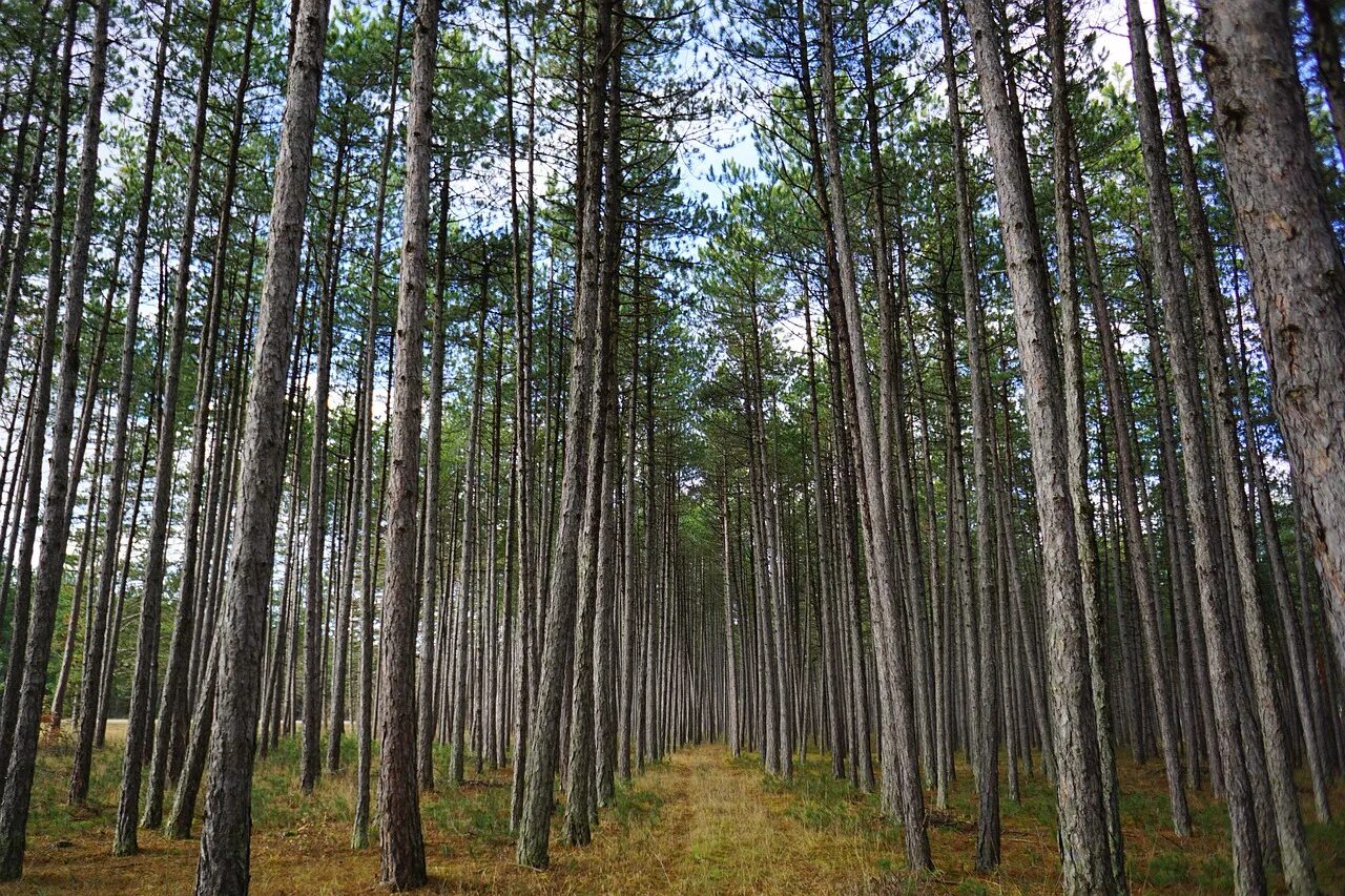 Также лесных