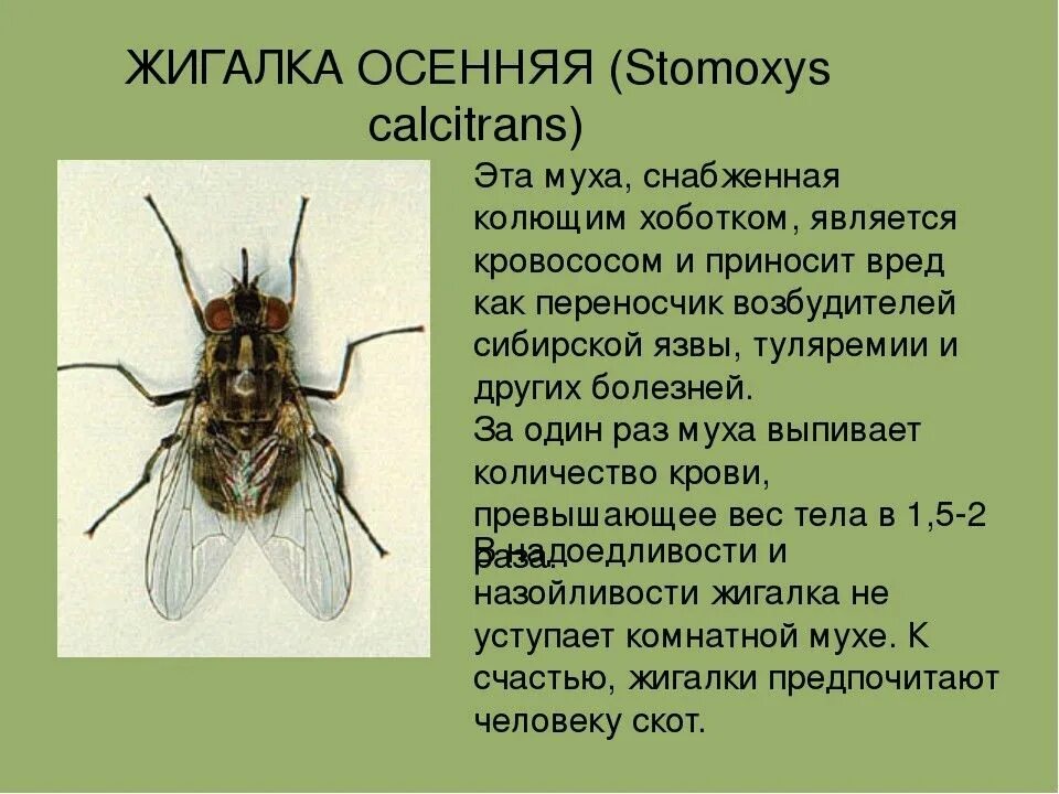 Муха осенняя жигалка жизненный цикл. Комнатная Муха переносчик заболеваний. Осенняя жигалка (Stomoxys Calcitrans). Осенняя жигалка возбудитель заболевания.