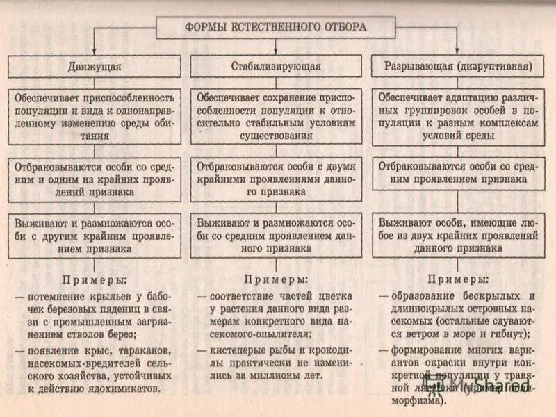 Естественный отбор таблица по биологии. Таблица форма естественного отбора характеристика примеры. Таблица формы естественного отбора 9 класс биология. Формы естественного отбора таблица по биологии 9 класс. Формы естественного отбора схема по биологии 11 класс.