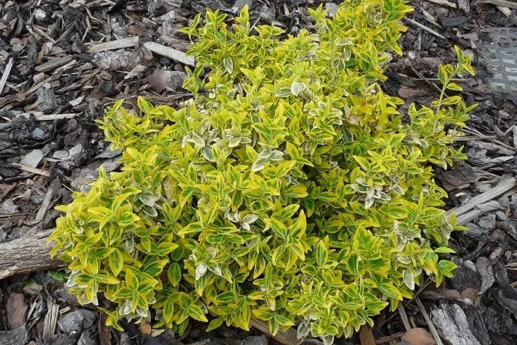 30 Best Shrubs for Shade in Your Yard Shade landscaping, Best shrubs for shade, 