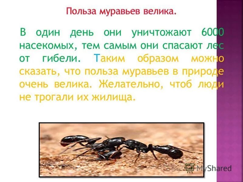 Муравьев спасибо жизнь. Чем полезны муравьи. Какую пользу приносят муравьи. Какую пользу несут муравьи. Муравьи польза для человека.