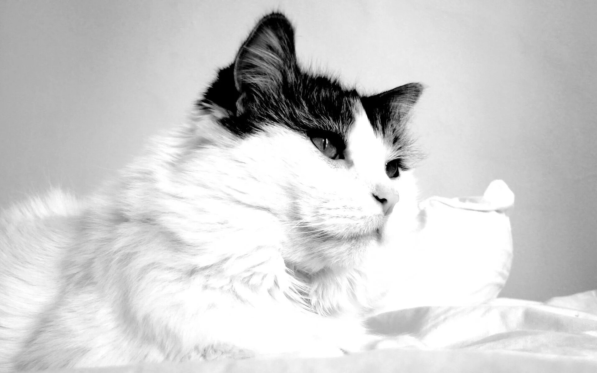 Белый котик с цветочком. Красивые голубоглазые кошки. Белый пушистый котенок. Обои на рабочий стол белый кот. Белый кот с цветами.