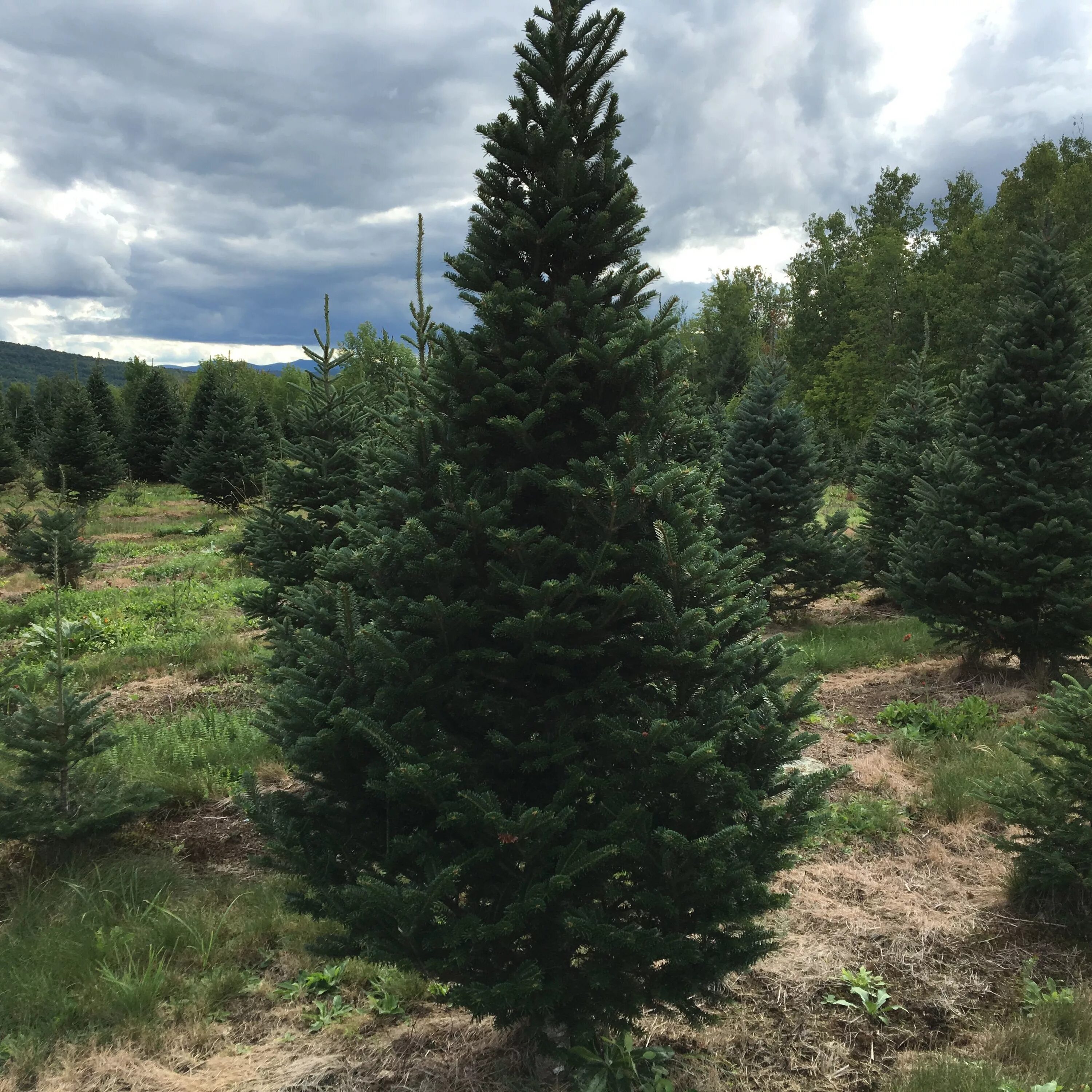 Бальзамическая пихта северная америка. Пихта бальзамическая (abies balsamea). Пихта корейская (abies koreana br 15-20 2+2). Северный пихта. Северный пихта.