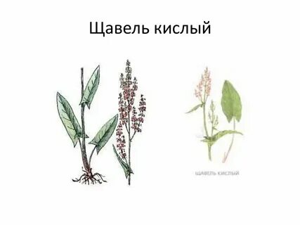 Систематика щавеля