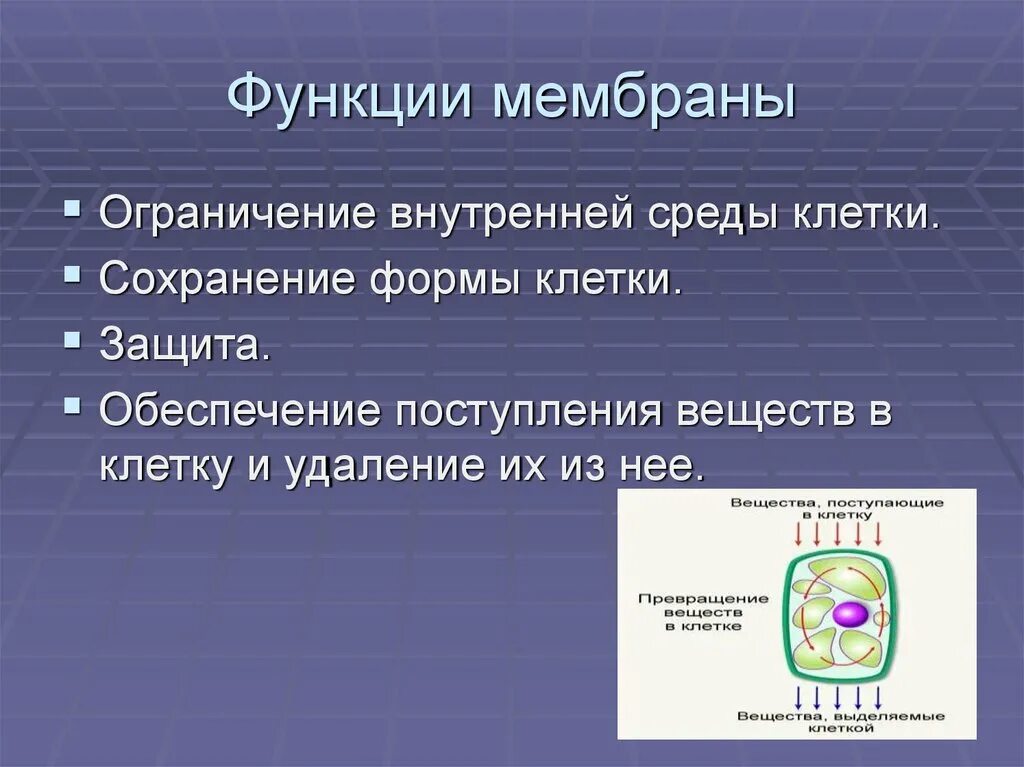 Функции мембраны клетки является. Функции клеточной мембраны. Функции мембраны клетки. Внешняя мембрана функции.