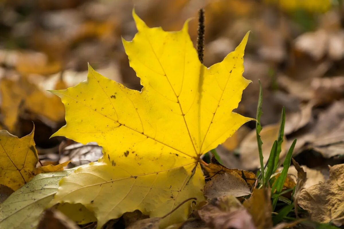 Листья желтые по краям. Желтый лист. Желтая листва. Листочки осенние желтые. Желтеют листья.