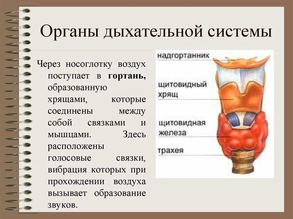 Функции гортани в дыхательной системе. Гортань строение и функции. гортань строение и функции анатомия. топография гортани анатомия. функции гортани анатомия.