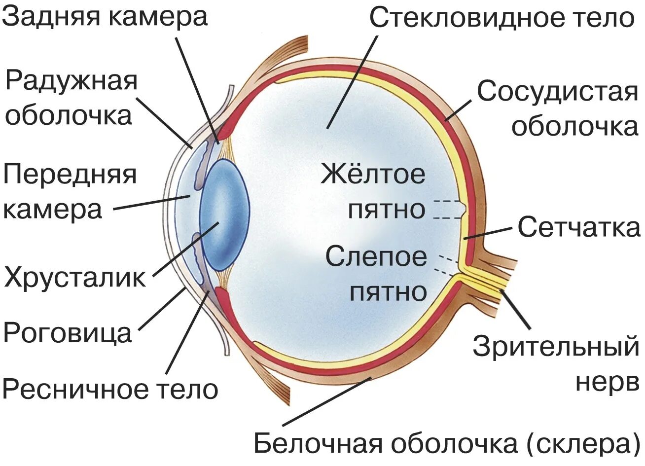 Практическая работа слепое пятно. Строение глаза сбоку. Схема строения глазного яблока человека. Строение глаза спереди. Строение зрительного анализатора глазное яблоко.