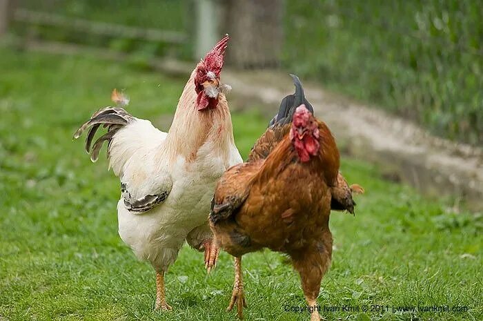 Курица бежит. Два петуха. Две смешные курицы. Курочки бегают. Курицы бьют курицу