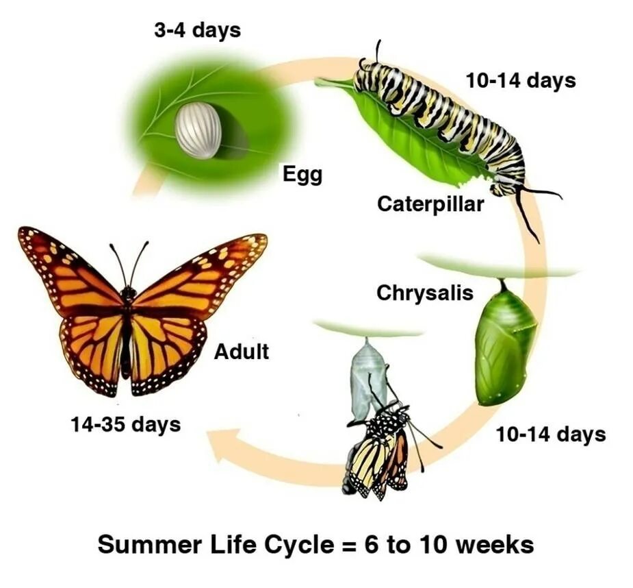 Развитие бабочки схема. Процесс развития бабочки. Превращение бабочки. Цикл бабочки. Цикл развития бабочки.