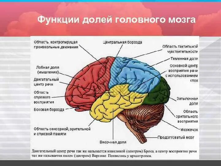 Функции лобного отдела. Функции лобного отдела