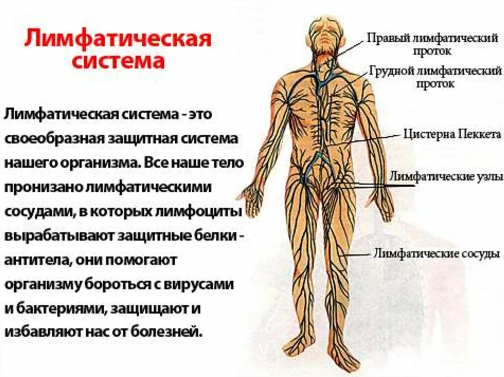 Схема строения лимфоидной системы человека. Лимфа система человека схема движения лимфы. Схема оттока лимфы в организме человека. Строение лимфатической системы человека рисунок. Лимфосистема схема