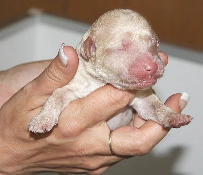 Родился слепой щенок. Щенки рождаются слепыми.