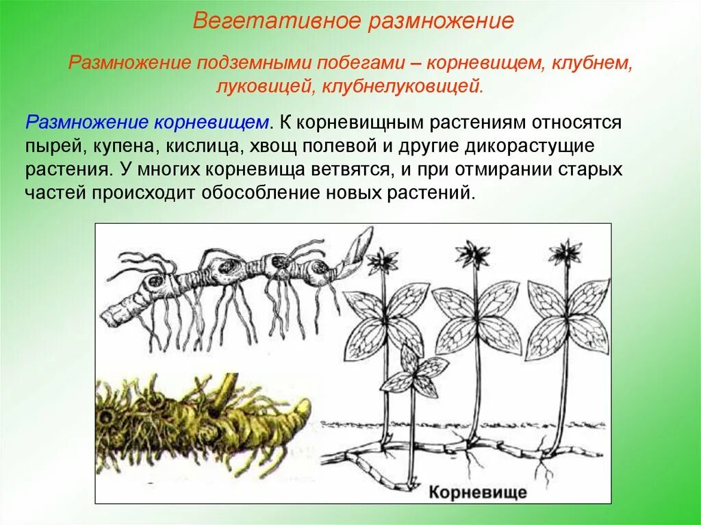 Вегетативным является размножение. Вегетативное размножение подземными побегами. вегетативное размножение растений корневищами. вегетативное размножение побегами схема. естественное размножение корневищем.