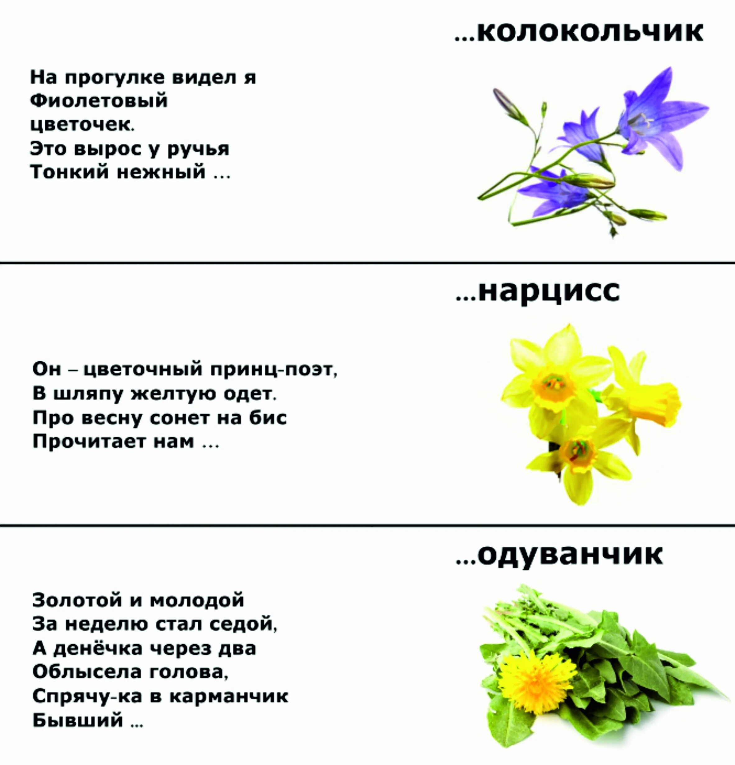 Про цветы для детей 5 лет. Загадки о цветах. Загадки про цветы. Загадки с ответами. Загадки про цветы для детей.