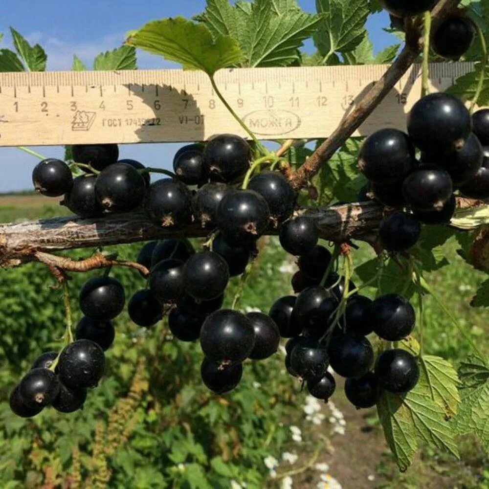 Сорт смородины чаровница. Смородина тибен. Смородина гпз. Смородина гпз. Сорт смородины чаровница.