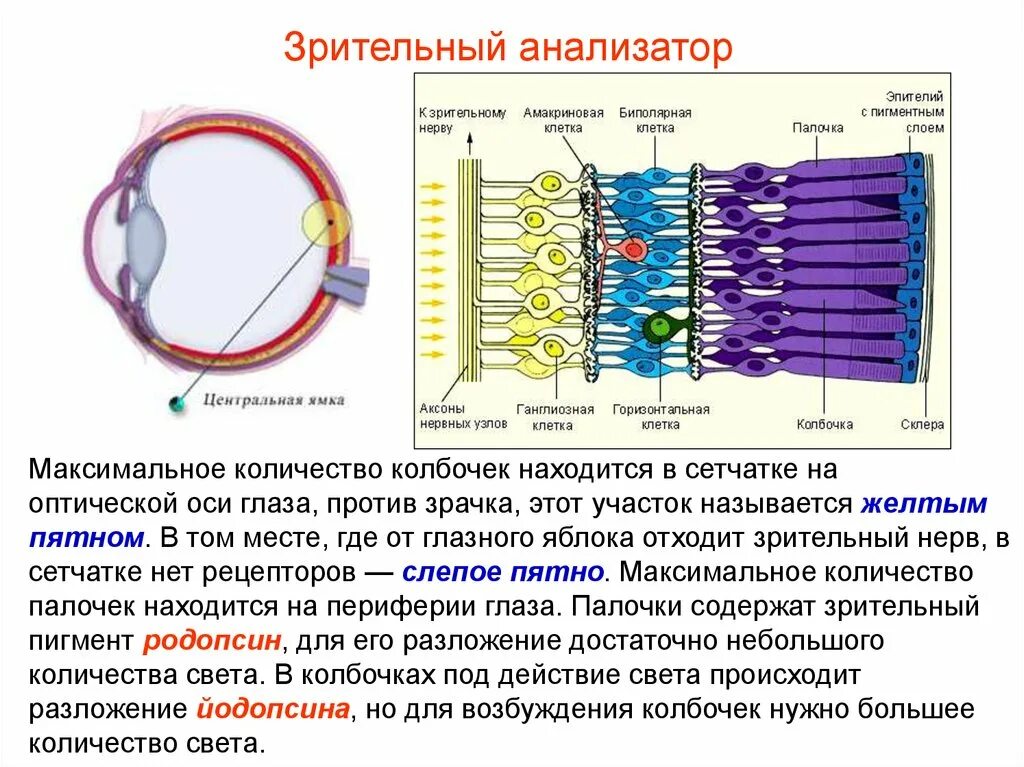 4 колбочки зрение. Зрительный анализатор палочки и колбочки. Анализатор глаз строение колбочки палочки. Зрительный анализатор строение сетчатки. Строение сетчатки глаза слои.