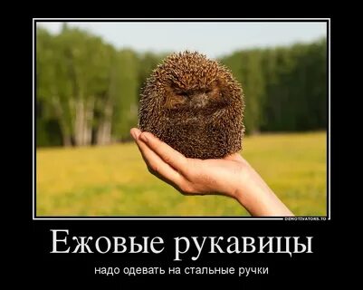 Ежовые рукавицы