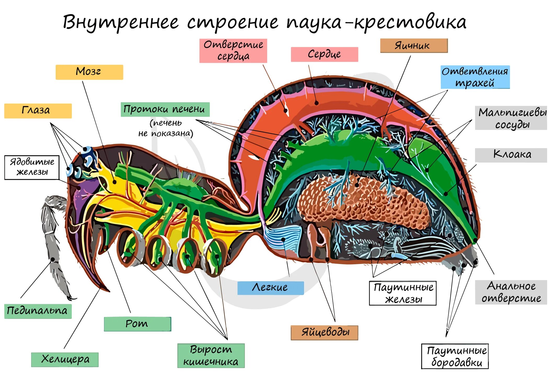 Внутреннее строение паука крестовика. Класс паукообразные строение паука. Пищеварительная система паукообразных. Внутреннее строение паука крестовика рисунок. Сердце беспозвоночных