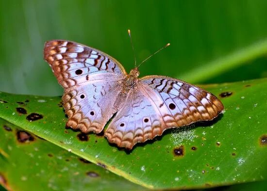 Free Images : nature, wing, fruit, berry, leaf, flower, animal, tropical, insect