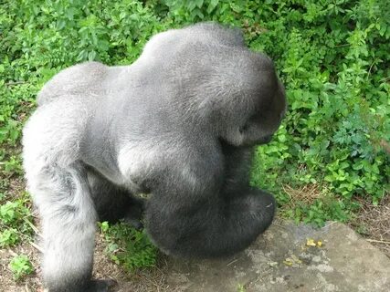 Gorilla testing