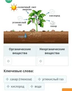 Исходные продукты фотосинтеза