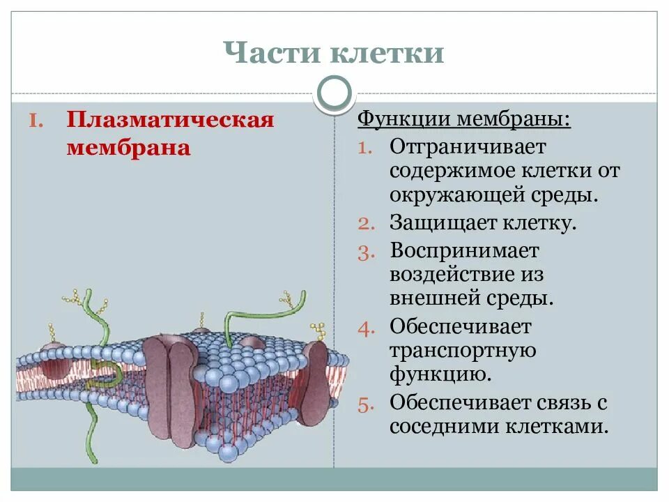 Какова роль клеточной оболочки. Функции плазматической мембраны в клетке. Функции плазматической мембраны. Функции наружной клеточной мембраны. Функции плащматическрй месьраны.