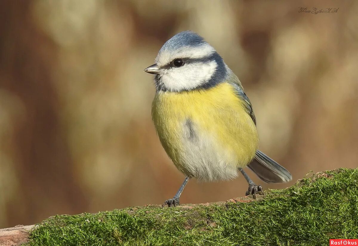 рогатый колибри. самая маленькая птичка в мире колибри. ржавощёкая синица. огненосный колибри. птичка невеличка носиком.