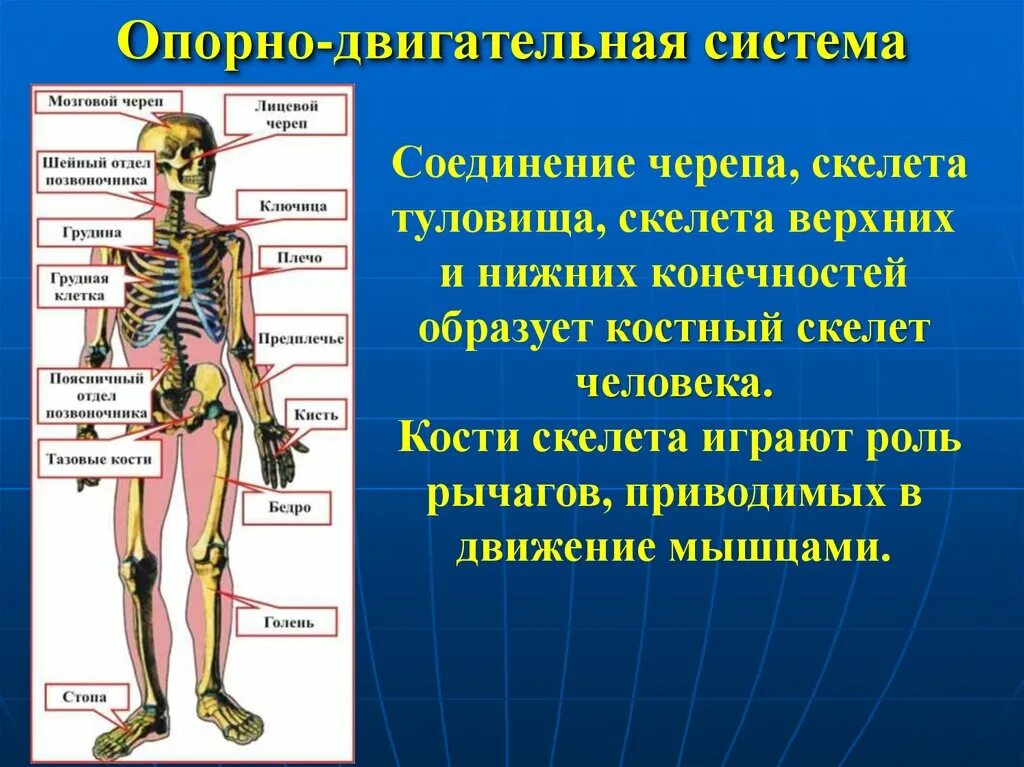 К элементам человека относят. Опорно-двигательная система человека. Опорногдигательная система. Опорнодвигателная система. Строение опорно двигательной системы.