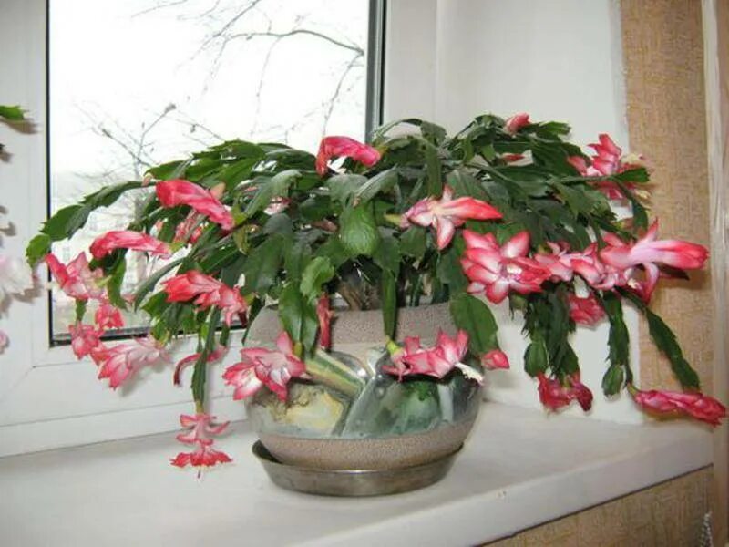 Декабрист цветение. Шлюмбергера декабрист зигокактус. Почему не растет декабрист. Почему не растет декабрист. Суккулент декабрист.