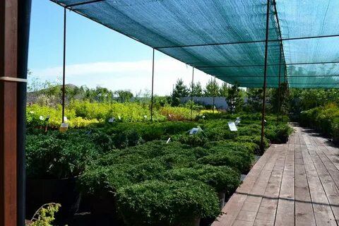 Питомник минское шоссе