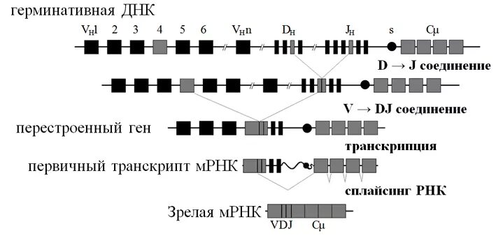 Гены иммуноглобулинов. Схема перестройки генов кодирующих т клеточный Рецептор. Перестройка генов иммуноглобулинов. Реаранжировка генов TCR схема. Структура локусов иммуноглобулинов.