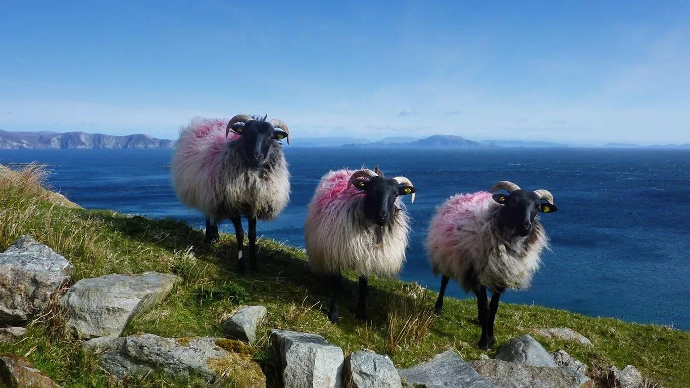 Bing dalle. Ирландия овцы. Ирландская Овечка. Животный мир Ирландии. Овечки в Шотландии.