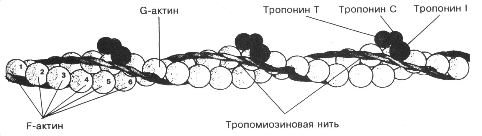 Строение актинового филамента. Тонкие (актиновые) нити (филаменты), строение, состав.. Молекулярная структура тонких (актиновых) филаментов. Схема строения актина и миозина. Нити актина