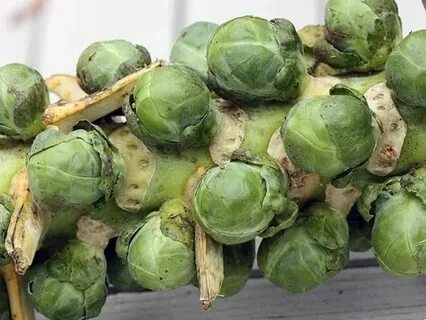Выращивание брюссельской капусты в сибири