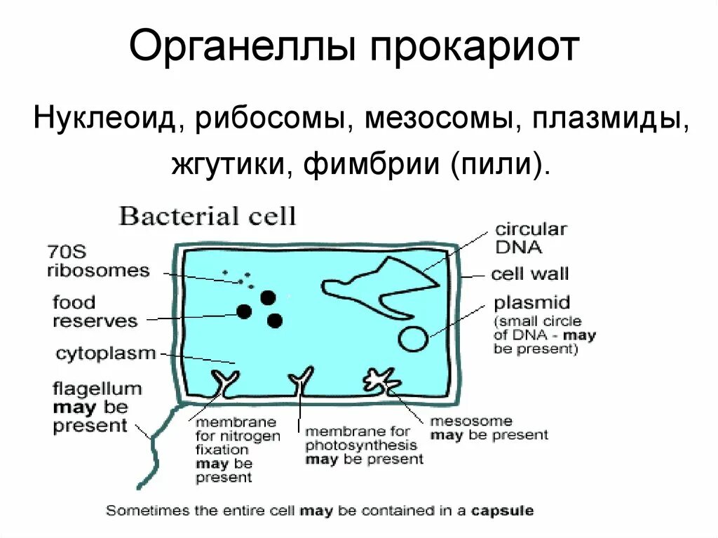 Органоиды прокариот и эукариот. Органоиды клетки прокариот. Основные органеллы прокариот. Органонойды прокариот.