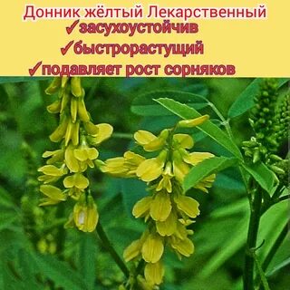 Мелилотус