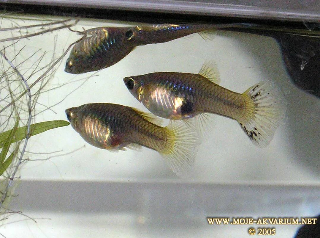 Гуппи рыбки самка беременность. Рыбка гуппи рожает.