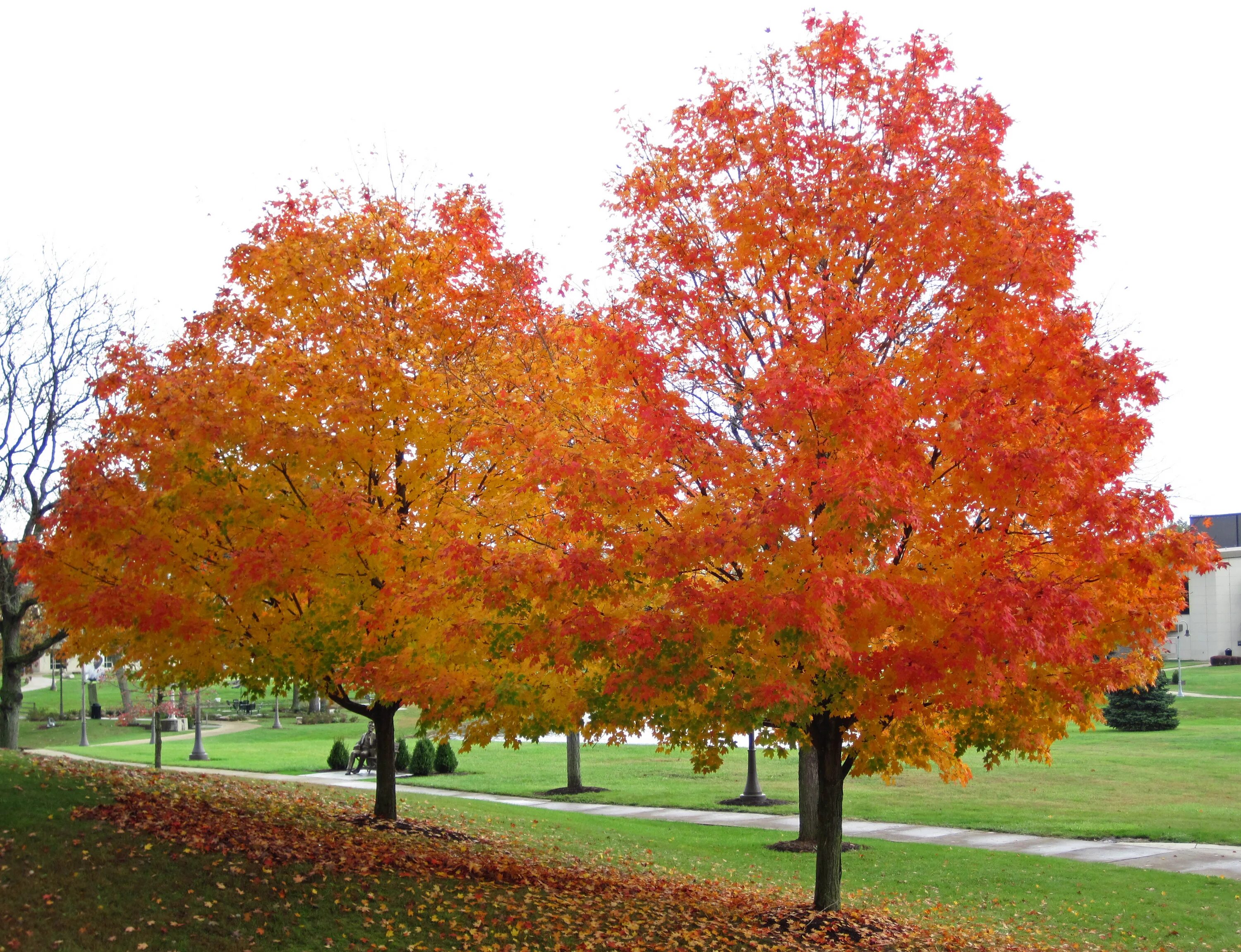 Maple tree