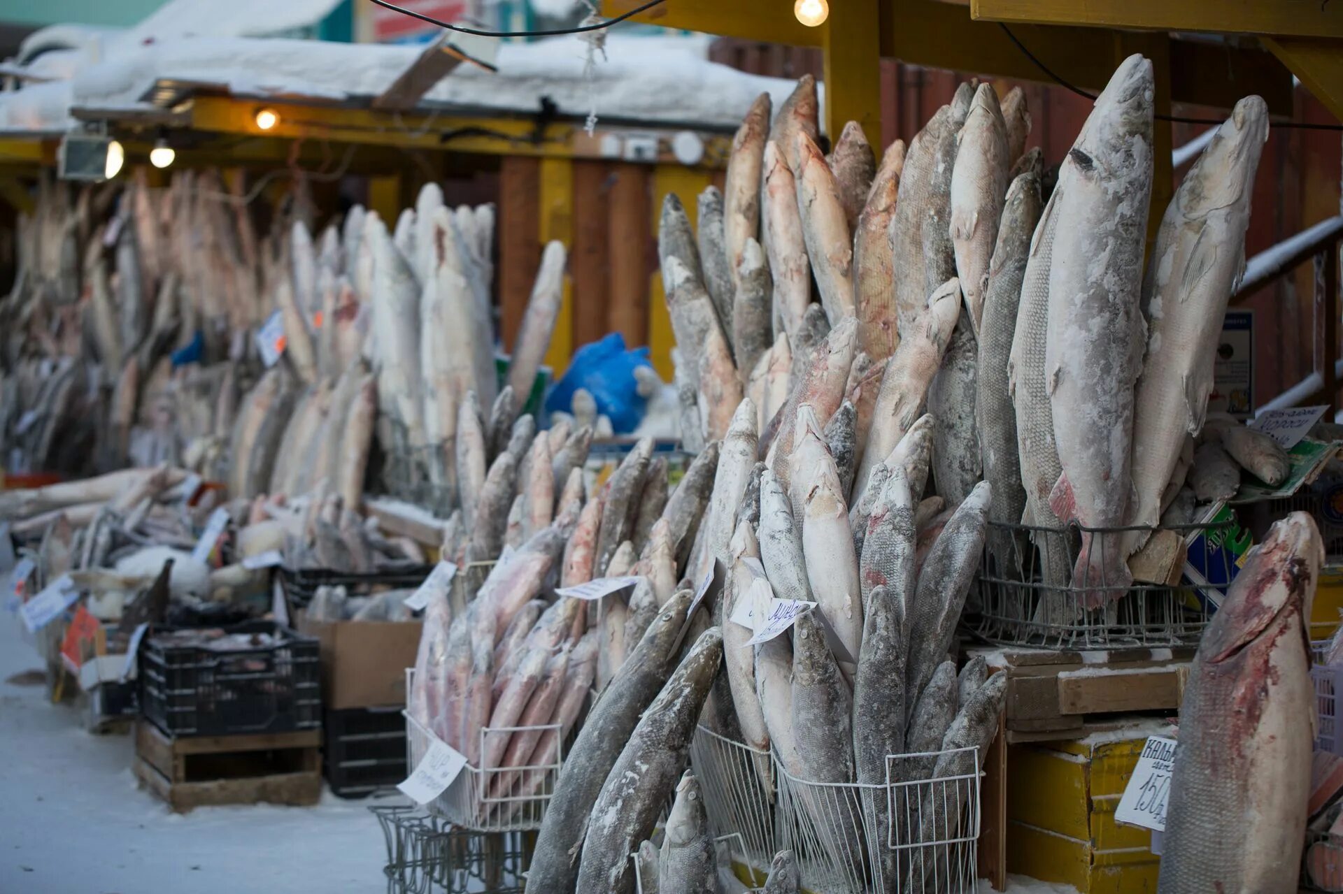 Купили на рынке рыбу. Рыбный рынок в Якутии. Рынок рыбы в Якутске. Рыба в Якутии на рынке. Нельма рыба рынок Якутска.