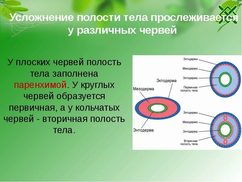 Первичная и вторичная полость у червей. Первичная и вторичная полость тела у животных. Вторичная полость Тула. Вторичная полость тела у плоских червей. В чем проявляются усложнения организации