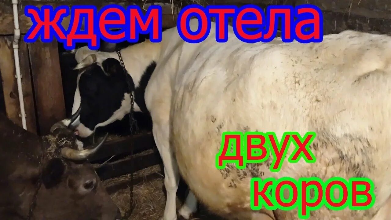Признаки скорого отела у коровы. Какие признаки отела корова. Предвестники отела у коровы. Предвестники скорого отела у коровы. Какие признаки отела корова.
