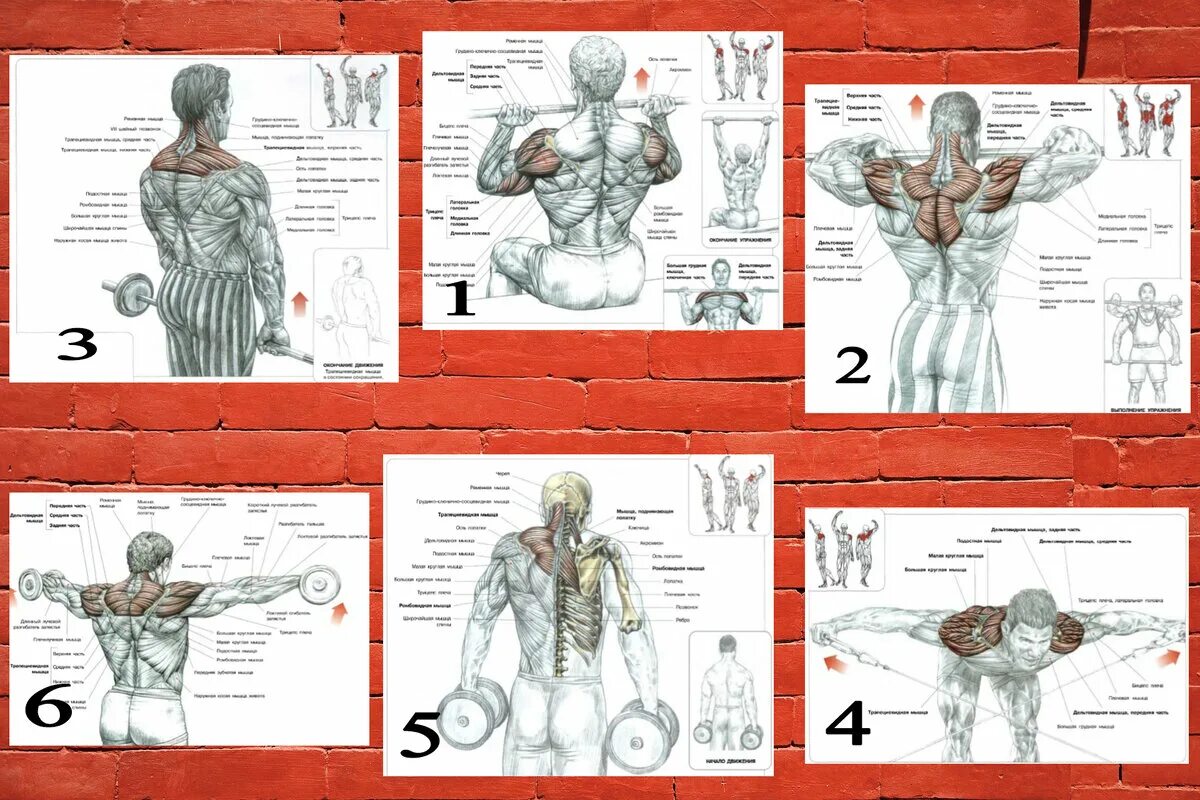 Упражнения на плечи. Упражнения на дельты. Упражнения на заднюю дельту. Упражнения на дельты в зале.