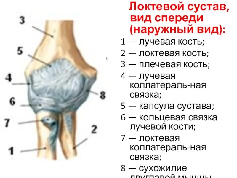 Локтевой сустав форма сустава. Локтевой сустав вид спереди. Локтевой сустав вид сустава. Квадратная связка локтевого сустава. Соединения локтевой кости