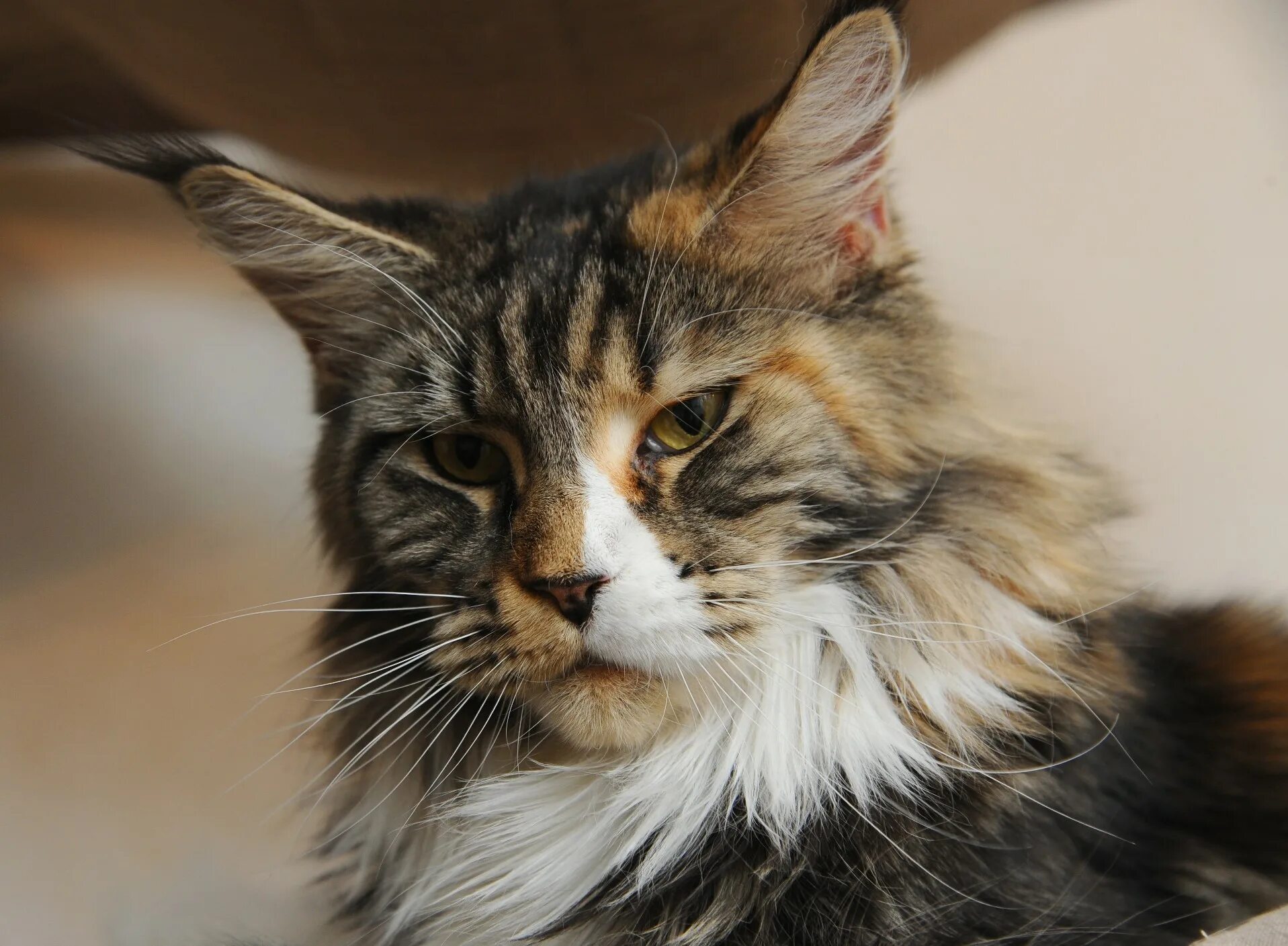 мейн-кун. мейн кун в 4. мейн кун енотовидная кошка. мейн кун в 4. котенок мейн куна 4 месяца.