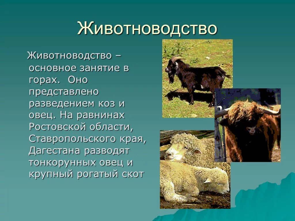 Животноводство доклад. Доклад на тему животноводство. Животноводство презентация. Рассказ о животноводстве. Отрасли животноводства северного кавказа